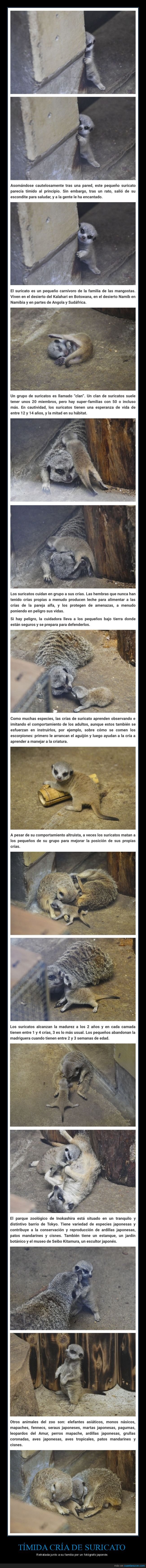 cría,suricato,fotografía